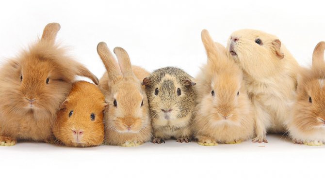 Image result for bunnies and guinea pigs together