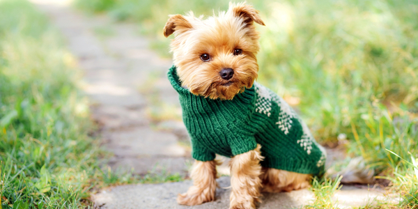 why do dogs love wearing clothes