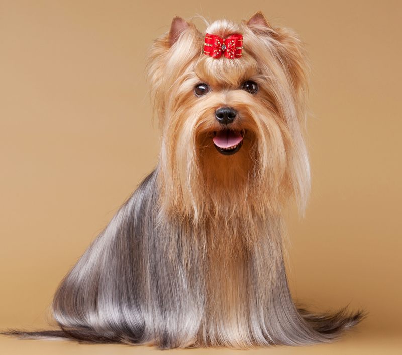 Top store purebred dogs