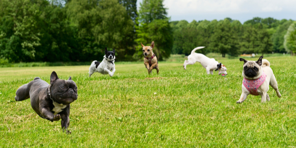 Activities To Do At Your Local Dog Park