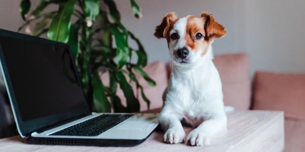 Here Are the 5 Best Dog Blogs You Need To Check Out