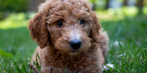 This is Why You Need a Goldendoodle