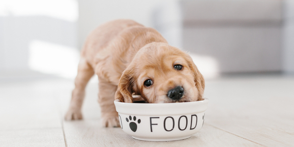 Picking the Best Food for Your Furry Friend
