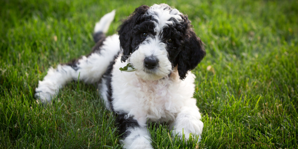 Why You Need a Poodle Mix