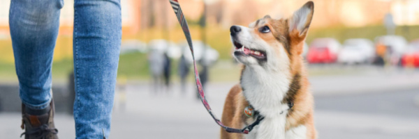Let's Talk About Leash and Harness Training
