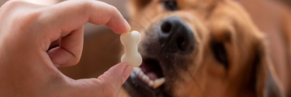 Summer Snacks to Make for Your Dog!