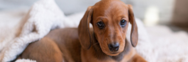 This is Why You Need a Miniature Dachshund!
