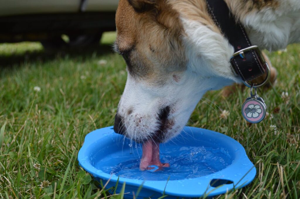 Does Your Dog Get Enough Exercise?