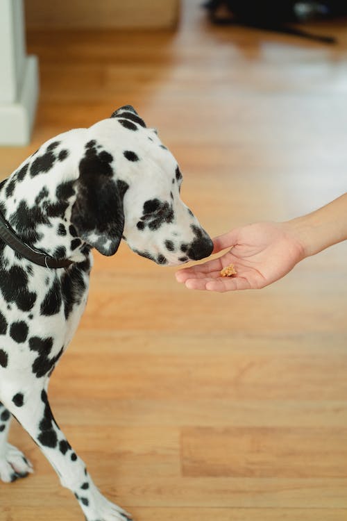 Peanut Butter Dog Treats