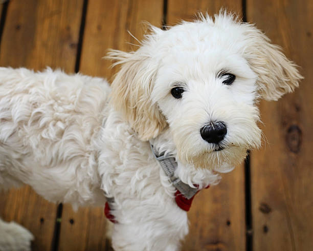 Poodles Can Be Found In 40 Other Dog Breeds