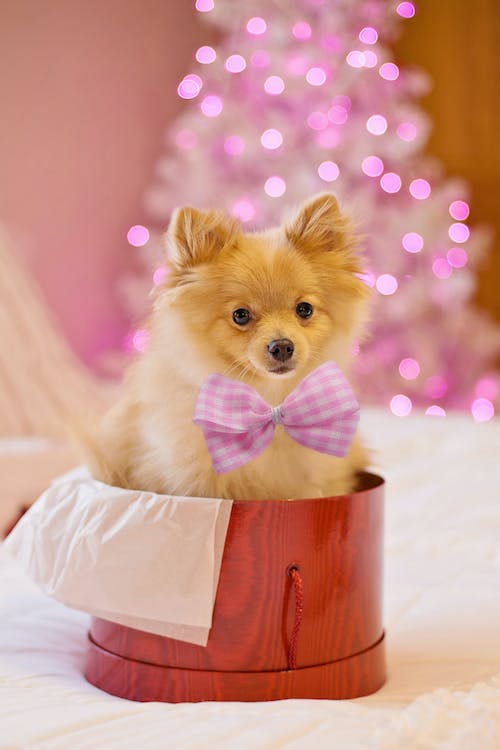 Maltese best sale pomeranian dog