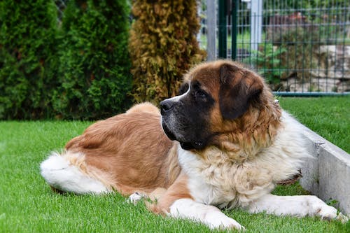 Largest Litters of Puppies breed