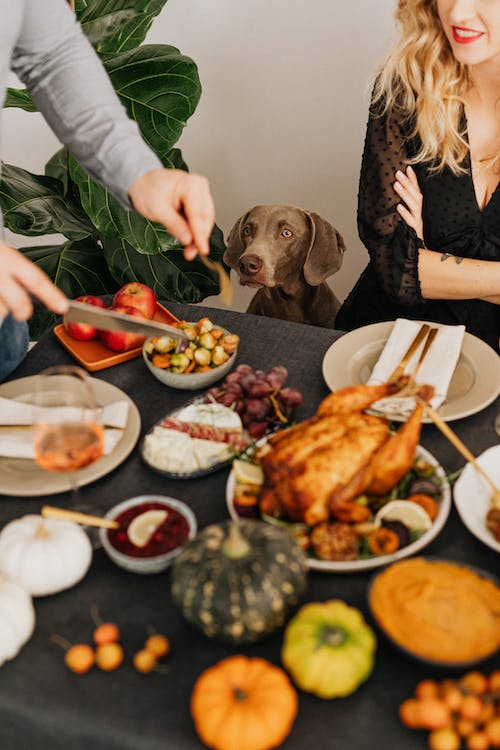 Thanksgiving Foods Your Dog Can Try