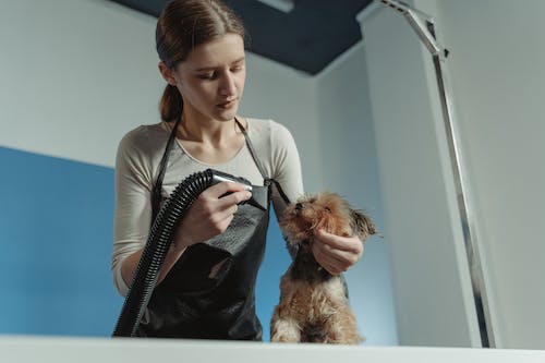 Tips On Finding the Best Dog Groomer