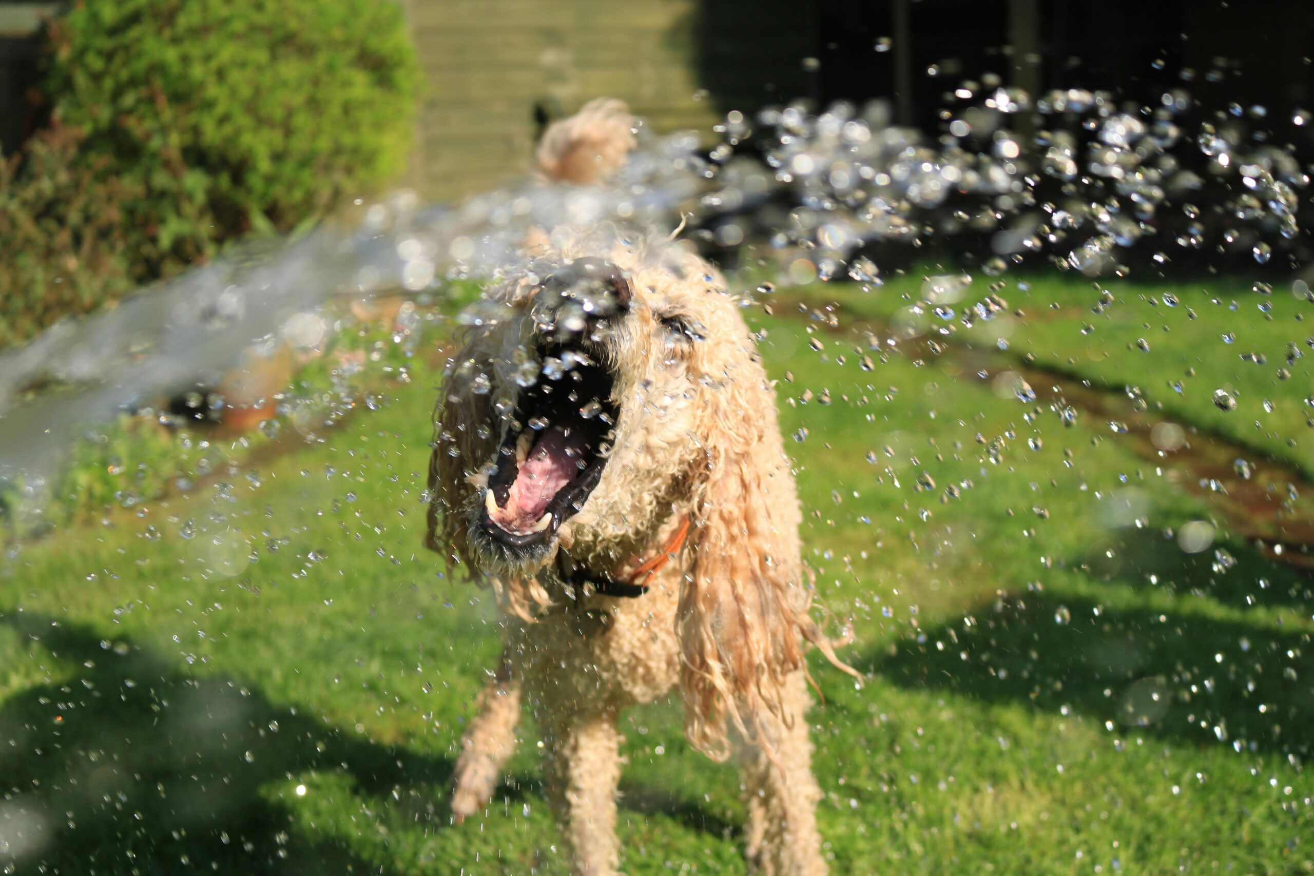 Dog Dehydration in Summer