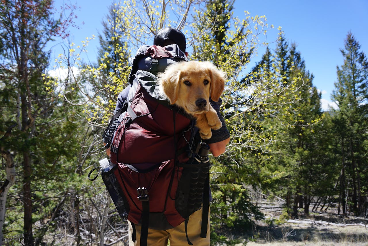Hiking With Your Dog: A Comprehensive Guide