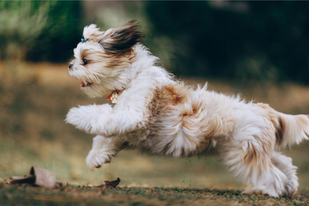 puppy zoomies