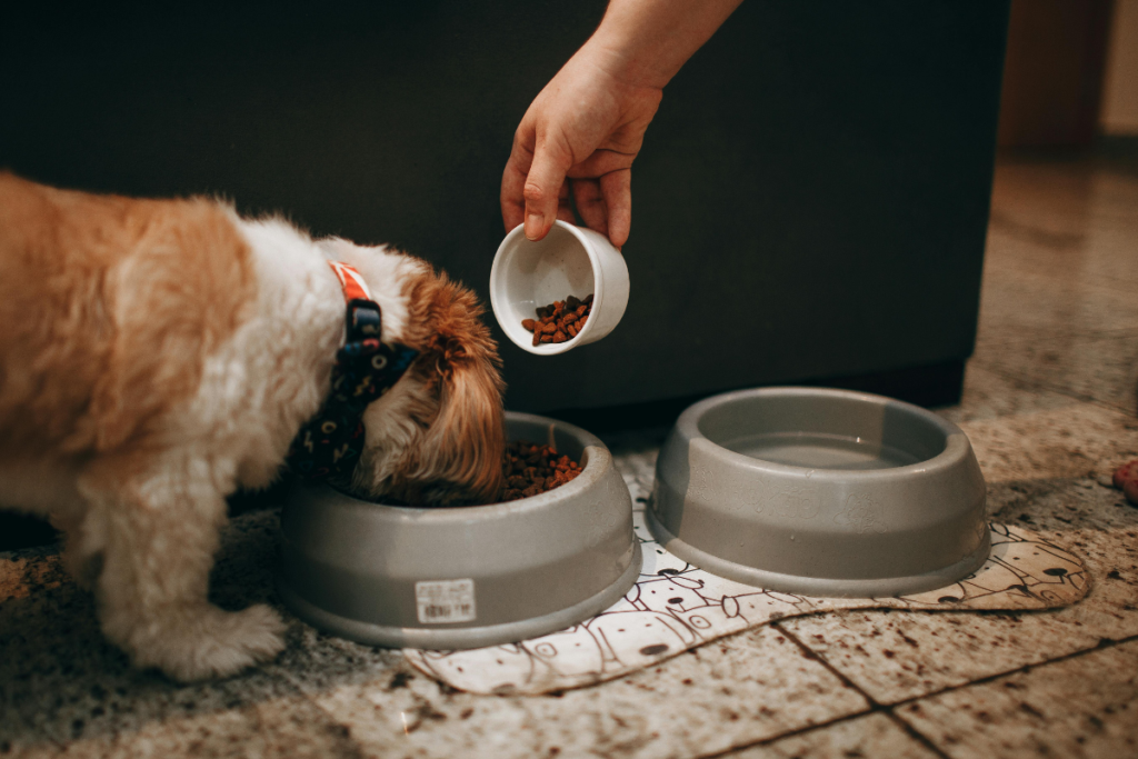 What Foods Can Puppies Eat